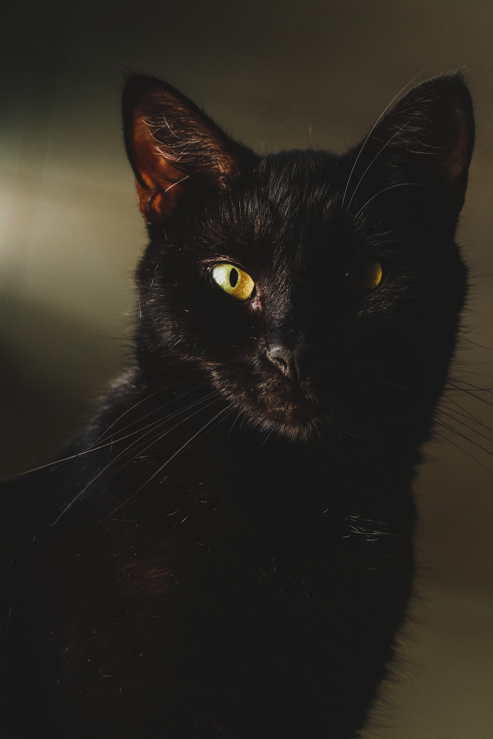 Black Cat With Green Eyes Photo Image