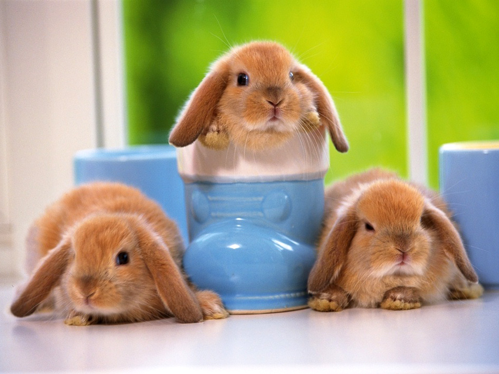 Wallpaper Collections rabbit background
