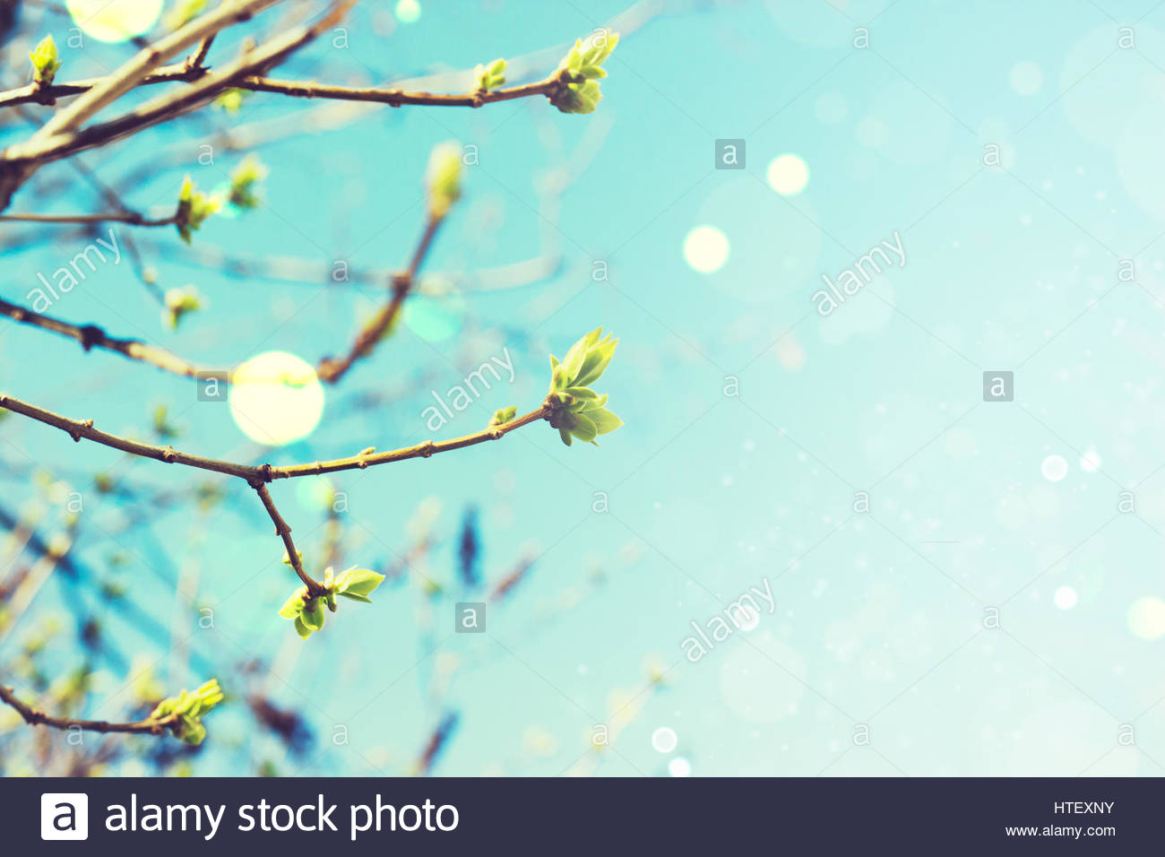 Abstract springtime background Stock Photo 135552647