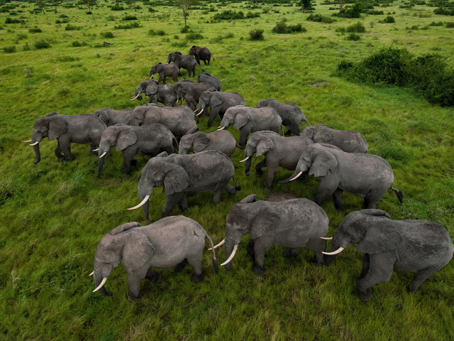 Herd Of Elephants Wallpaper And Image Pictures Photos