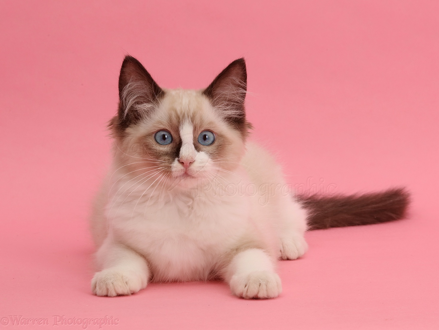 Ragdoll Kitten Weeks Old On Pink Background Photo Wp44716