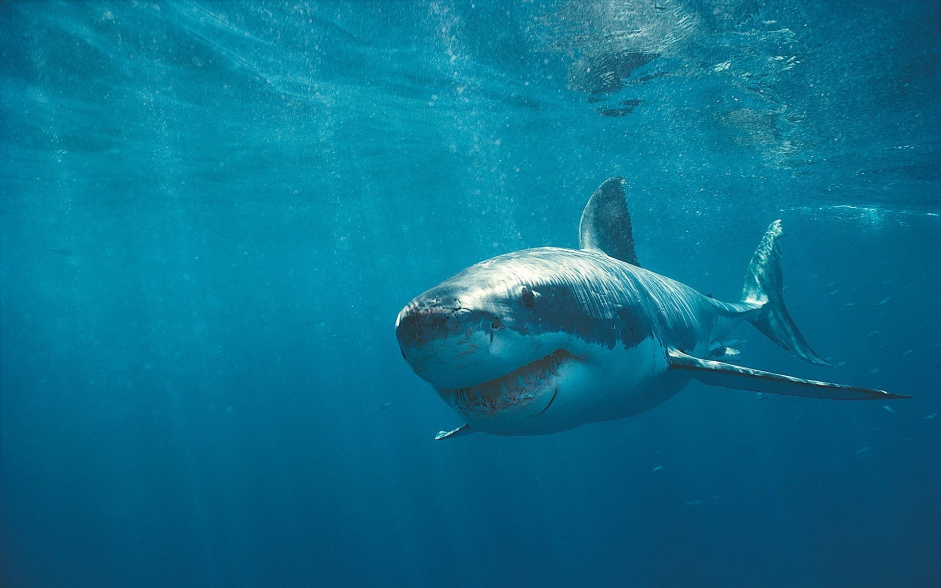 great white shark cool wallpaper share this cool wallpaper on facebook 1920x1200