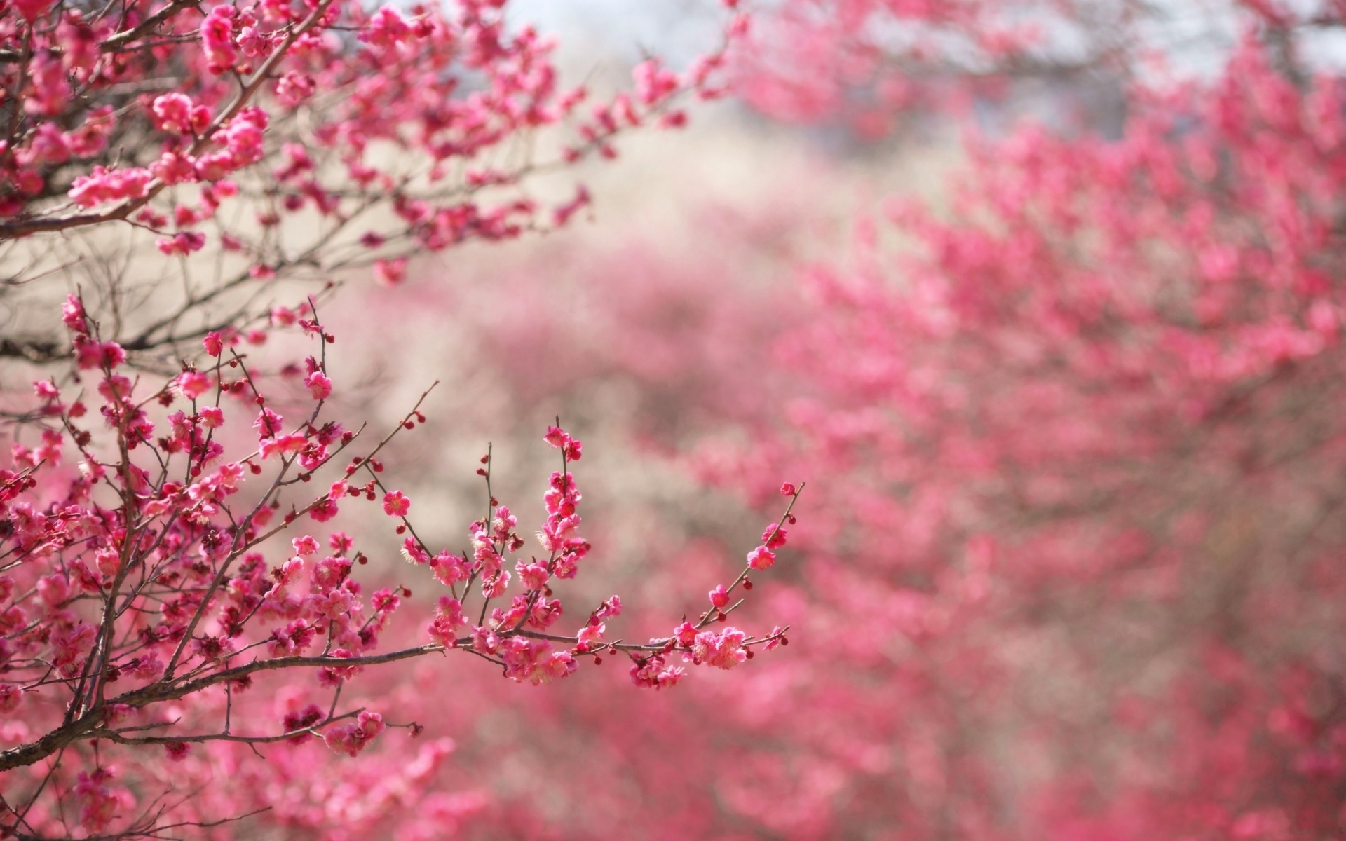 Pink Spring Wallpaper Desktop