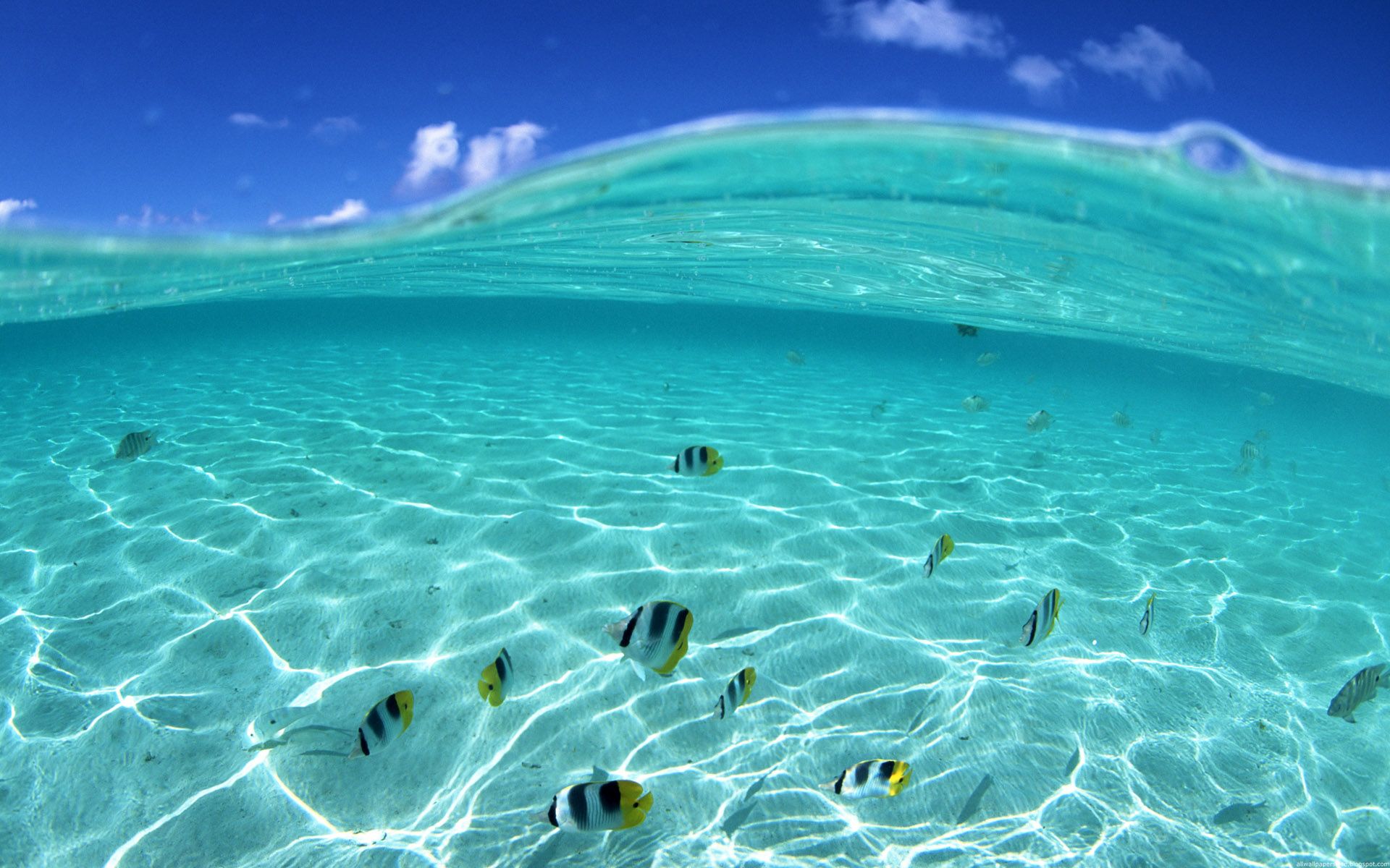 Light Blue Beach Water Fish Swimming HD Wallpaper