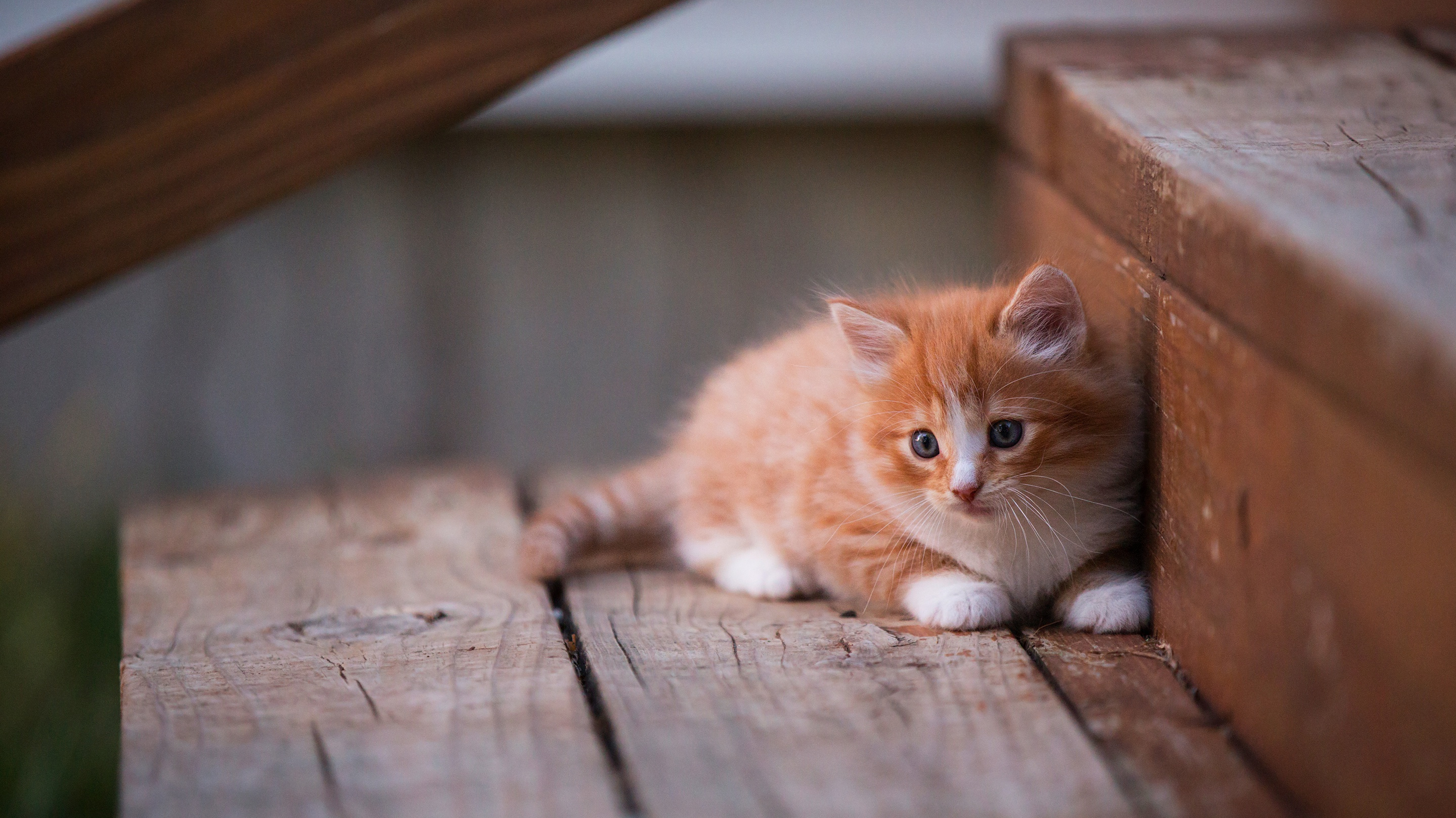 Kitten Cute 4k HD Wallpaper Image Photos