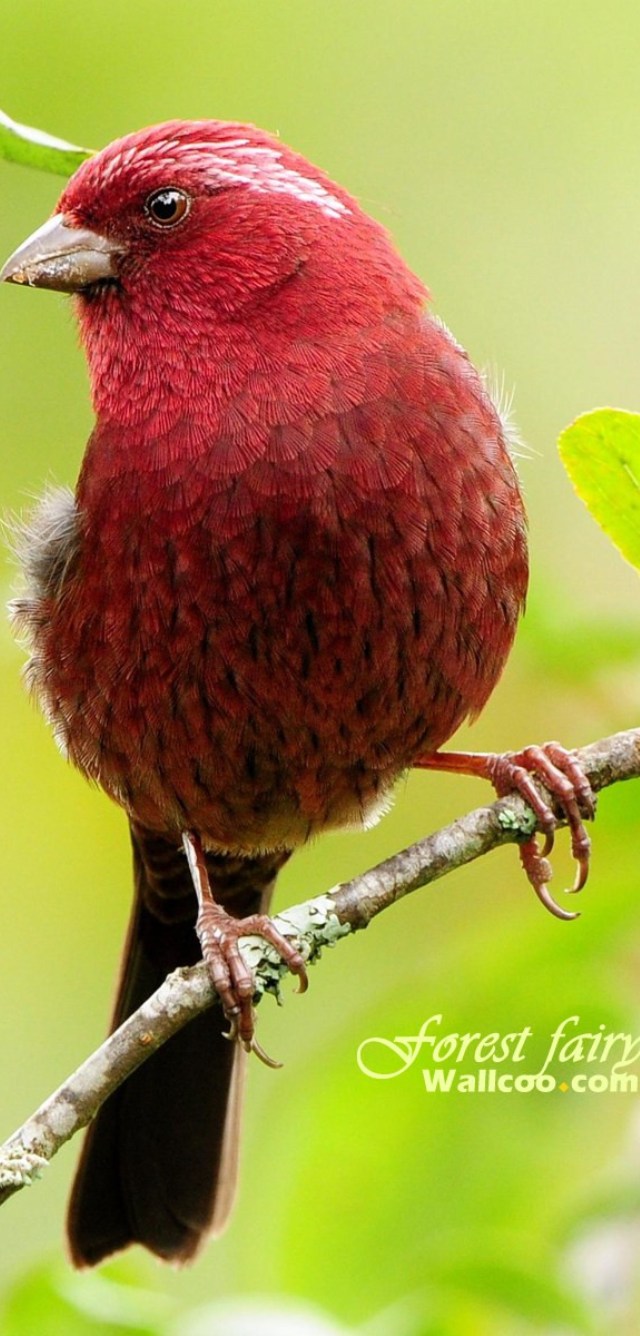 Top HD Birds Wallpaper For iPhone