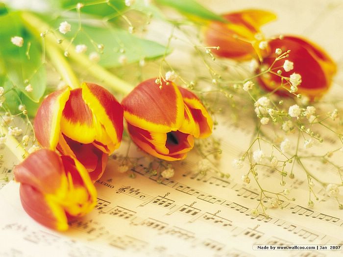 Flowers Tulips on music score wallpaper plant red music score