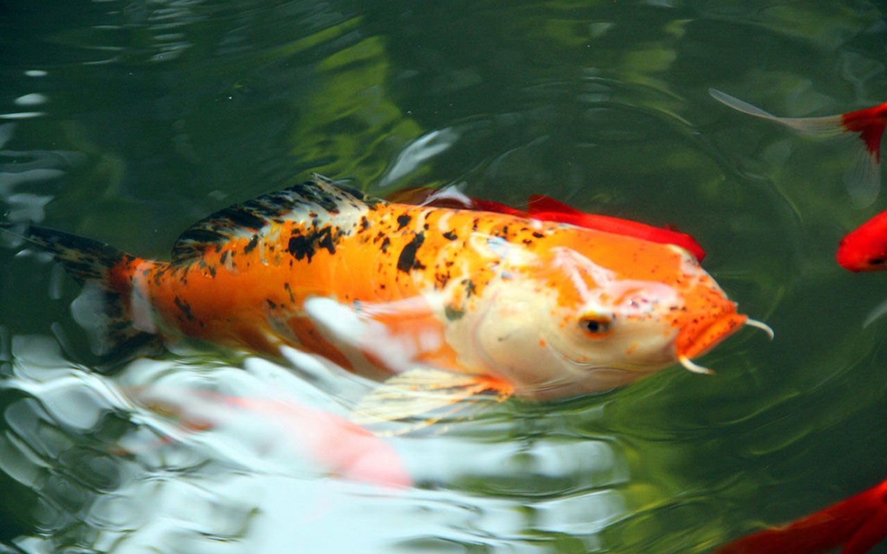 Koi Fish Water Painting Live Wallpaper For Windows Xp