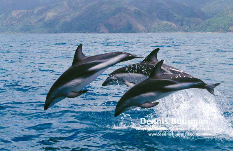 HD Wallpaper Dusky Dolphin