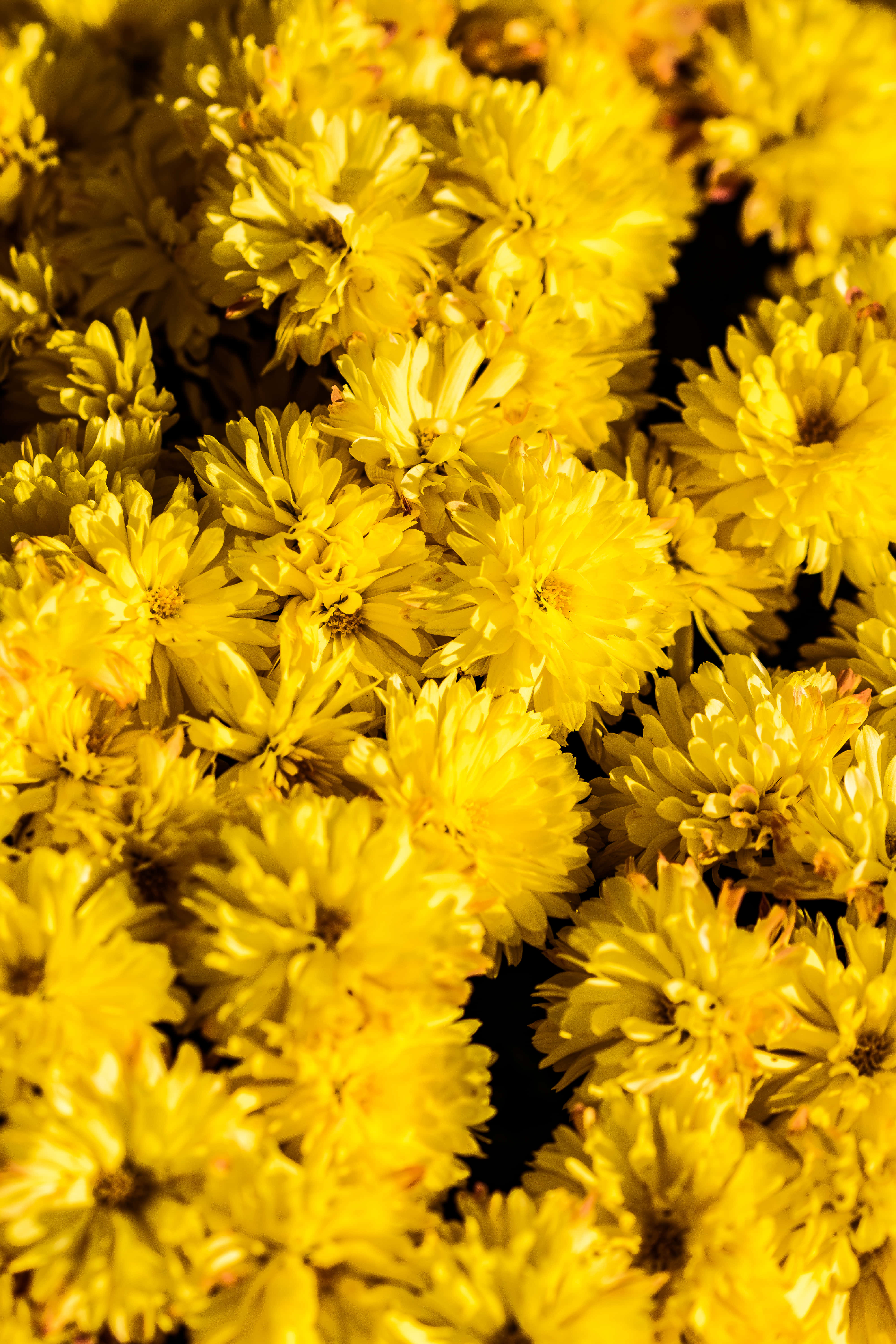 Retro Yellow Wallpaper