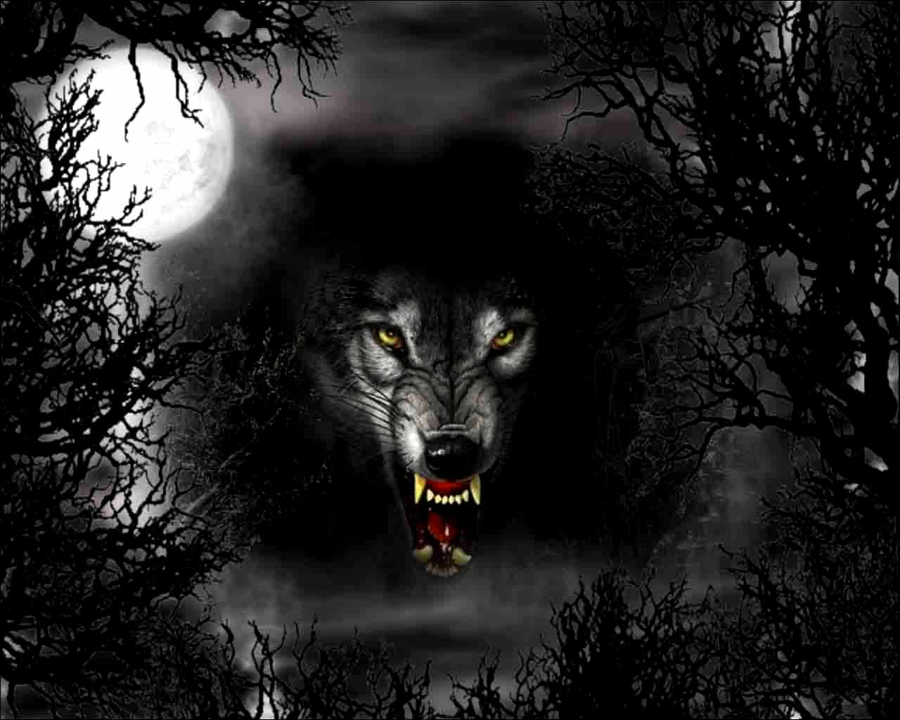 Wolf Moon Wallpaper 11271 Hd Wallpapers in Animals   Imagescicom