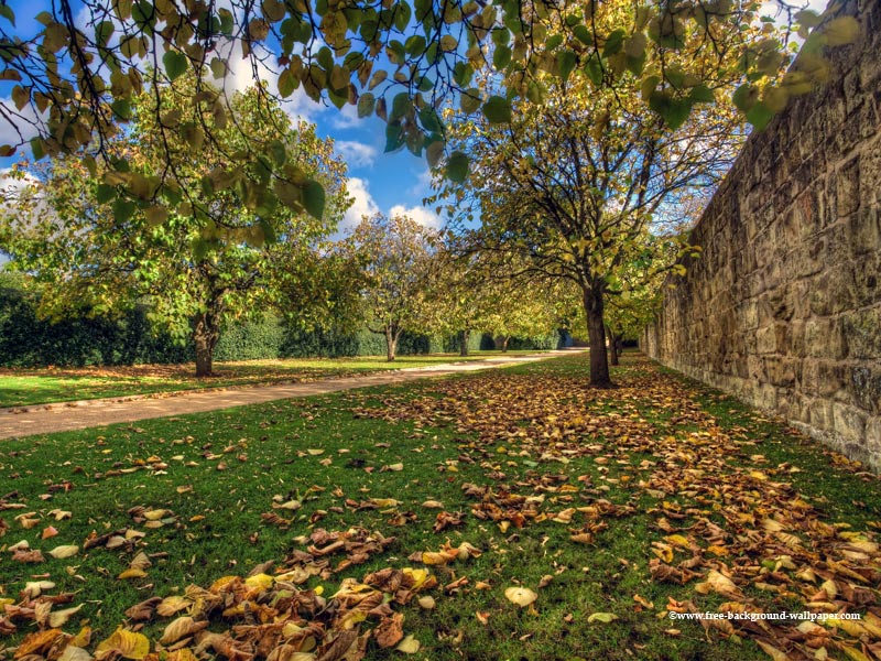 Fall Trees At Hardwick Hall Background Pixels