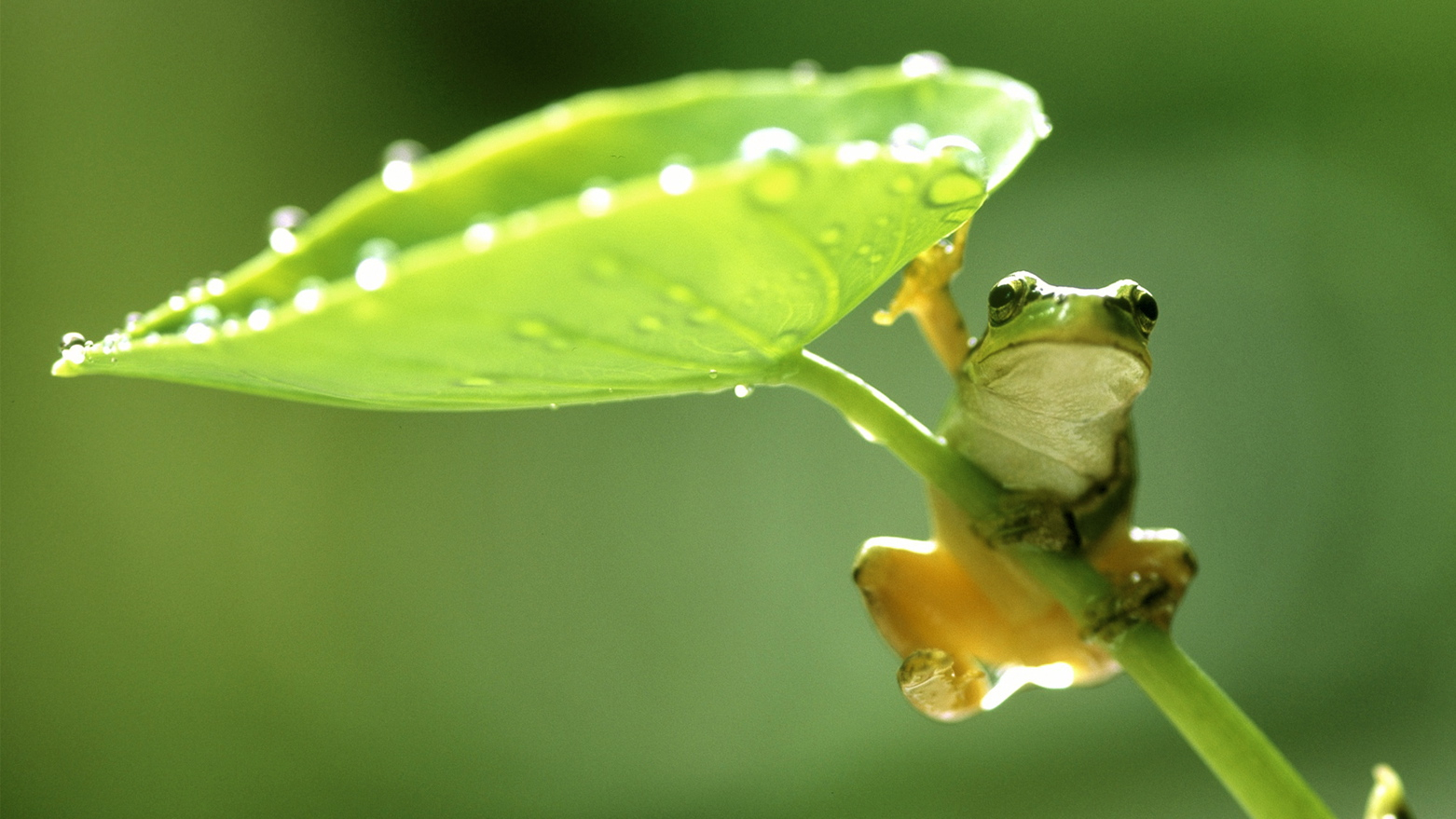 Leap Frog Toys Malaysian Leaf Desktop Wallpaper