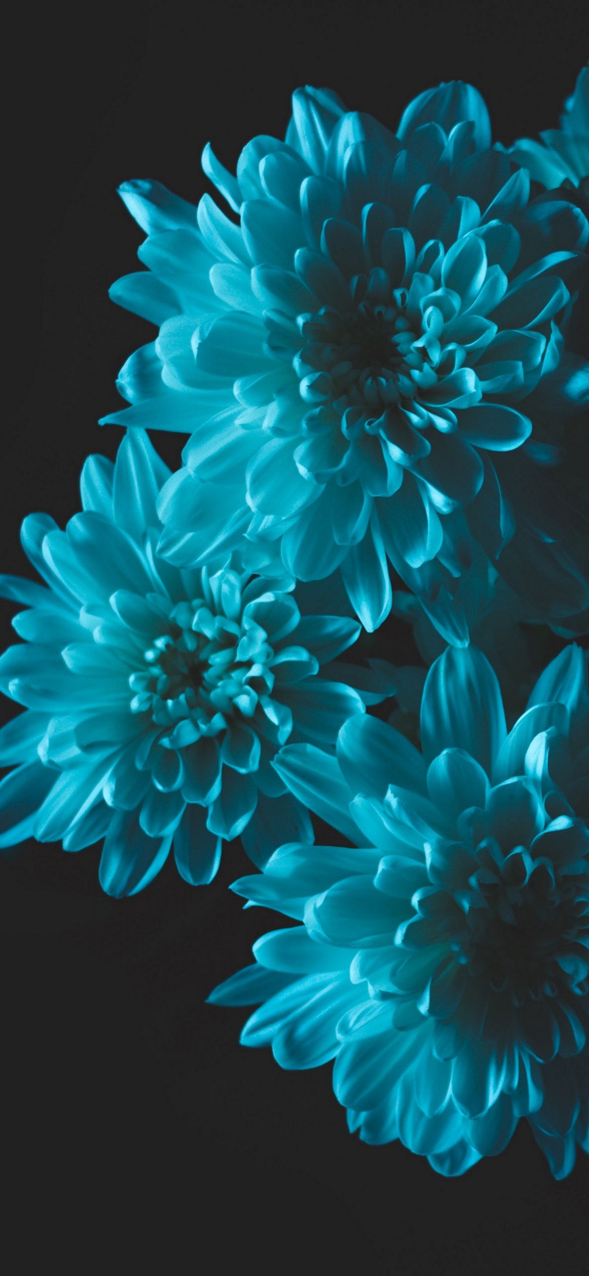 iPhone Flower Wallpaper