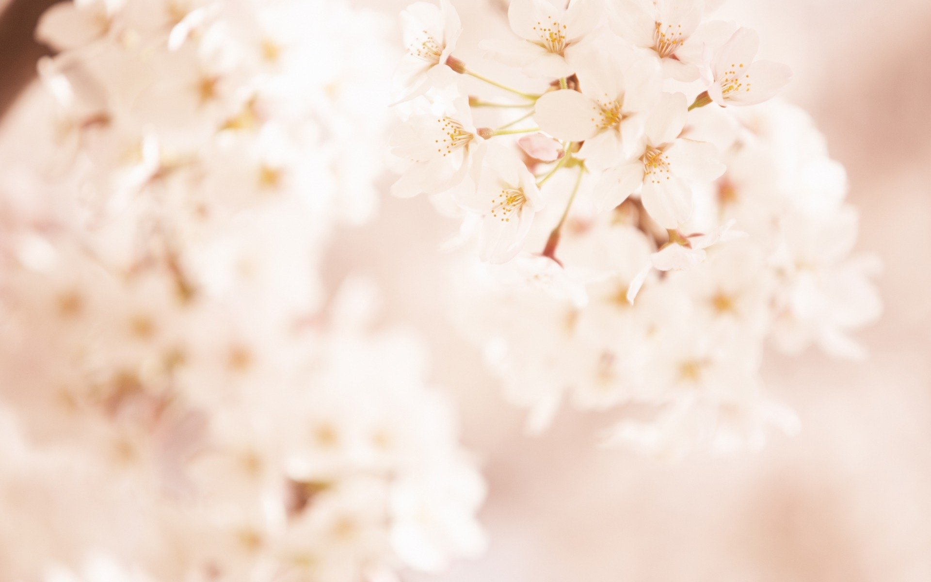 Soft Focus Romantic Sweet Flowers Photos Wallpaper