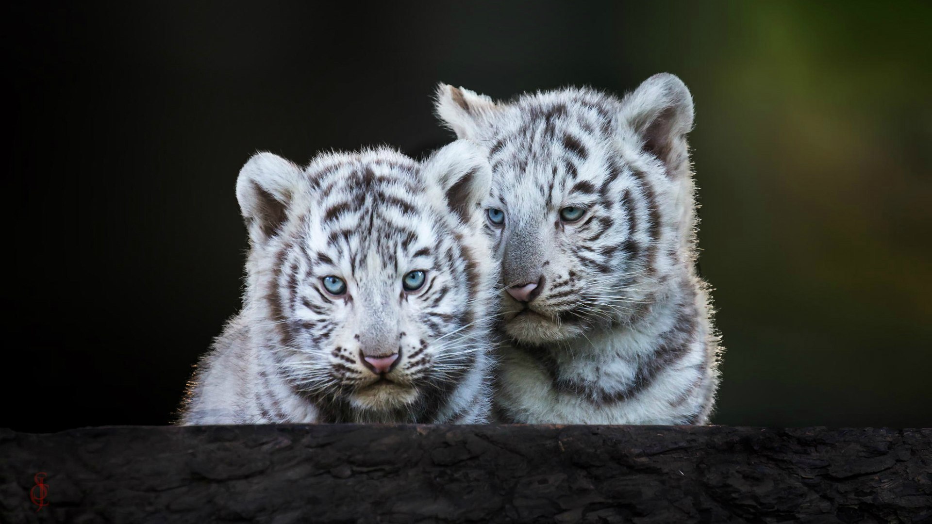 White Tigers Cubs Wallpaper Image