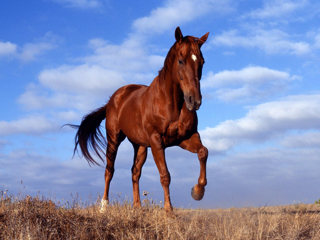 Horse Wallpaper HD Pixel Animal