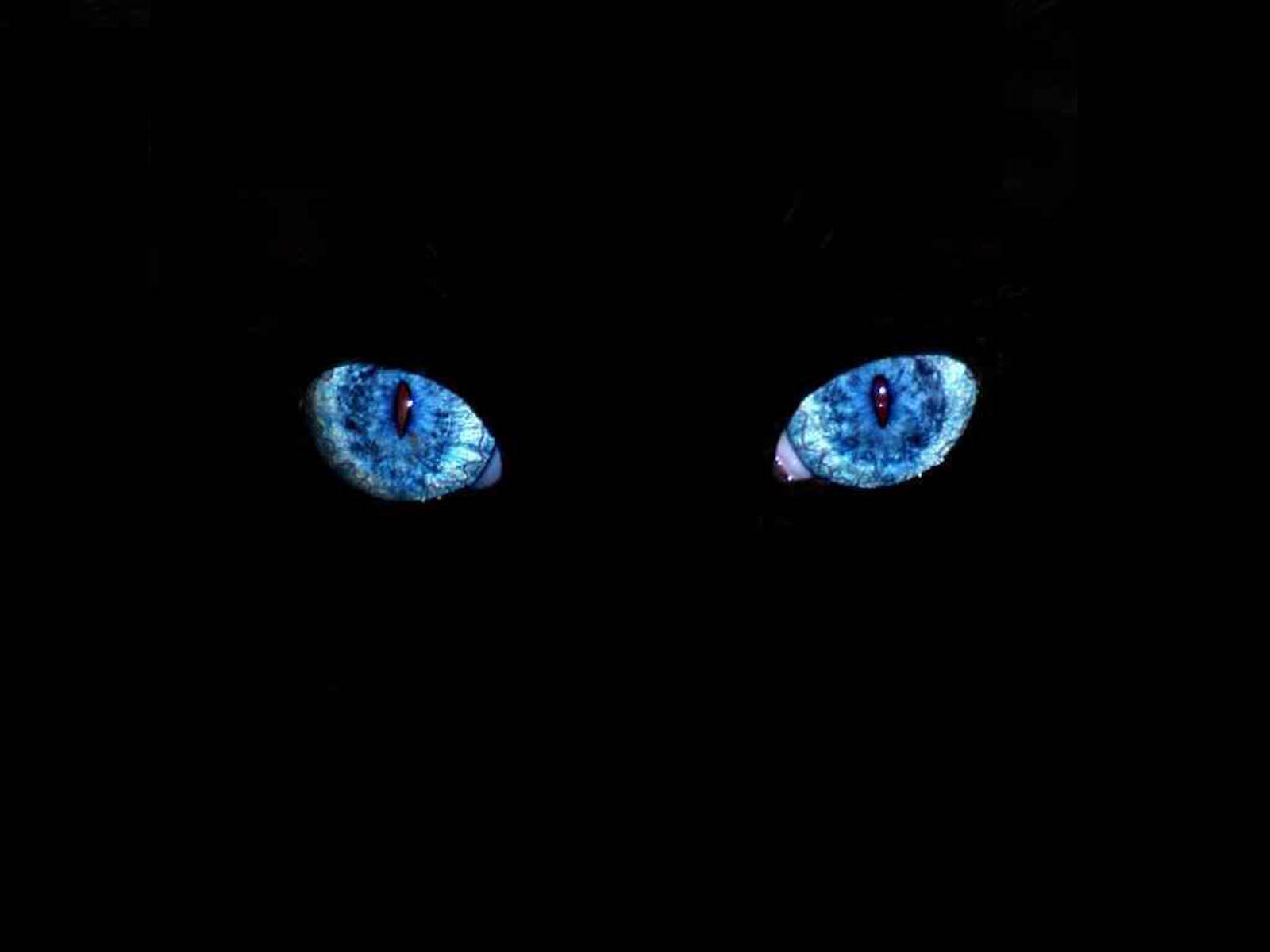 Tag Black Cat Blue Eyes Wallpaper Image Photos And Pictures For
