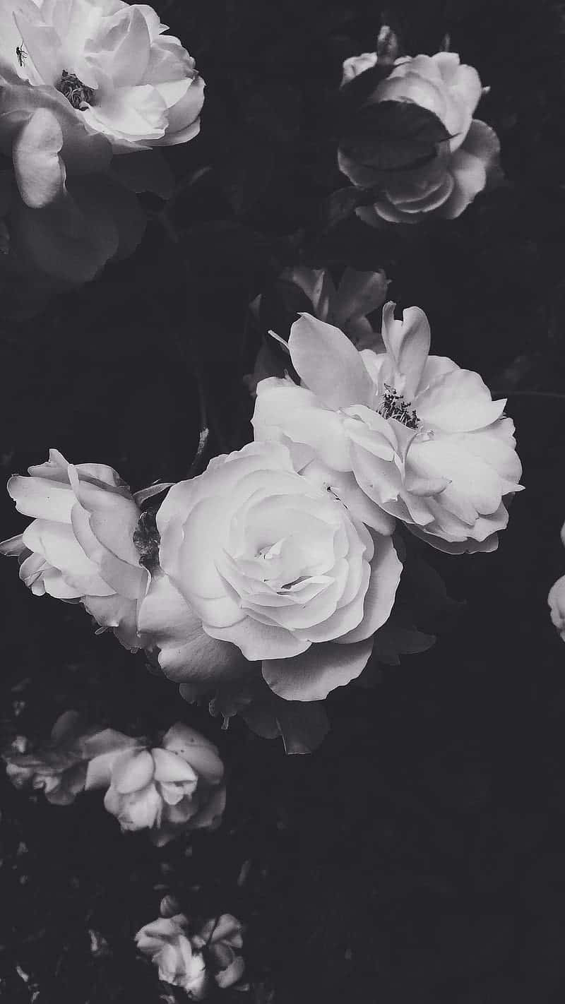 Striking And Bold This Black White Flower iPhone Wallpaper