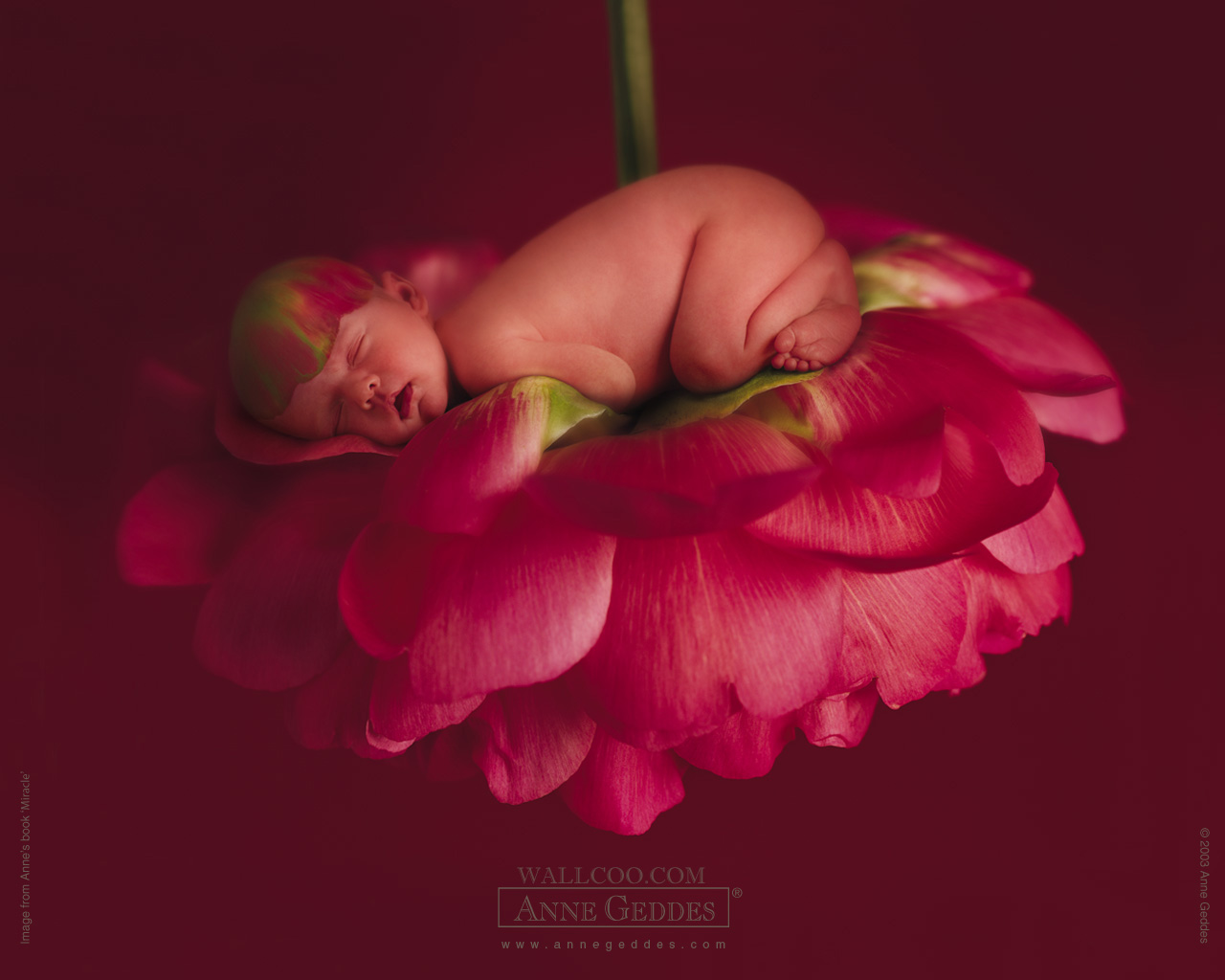 Anne Geddes Baby Photography Newborn