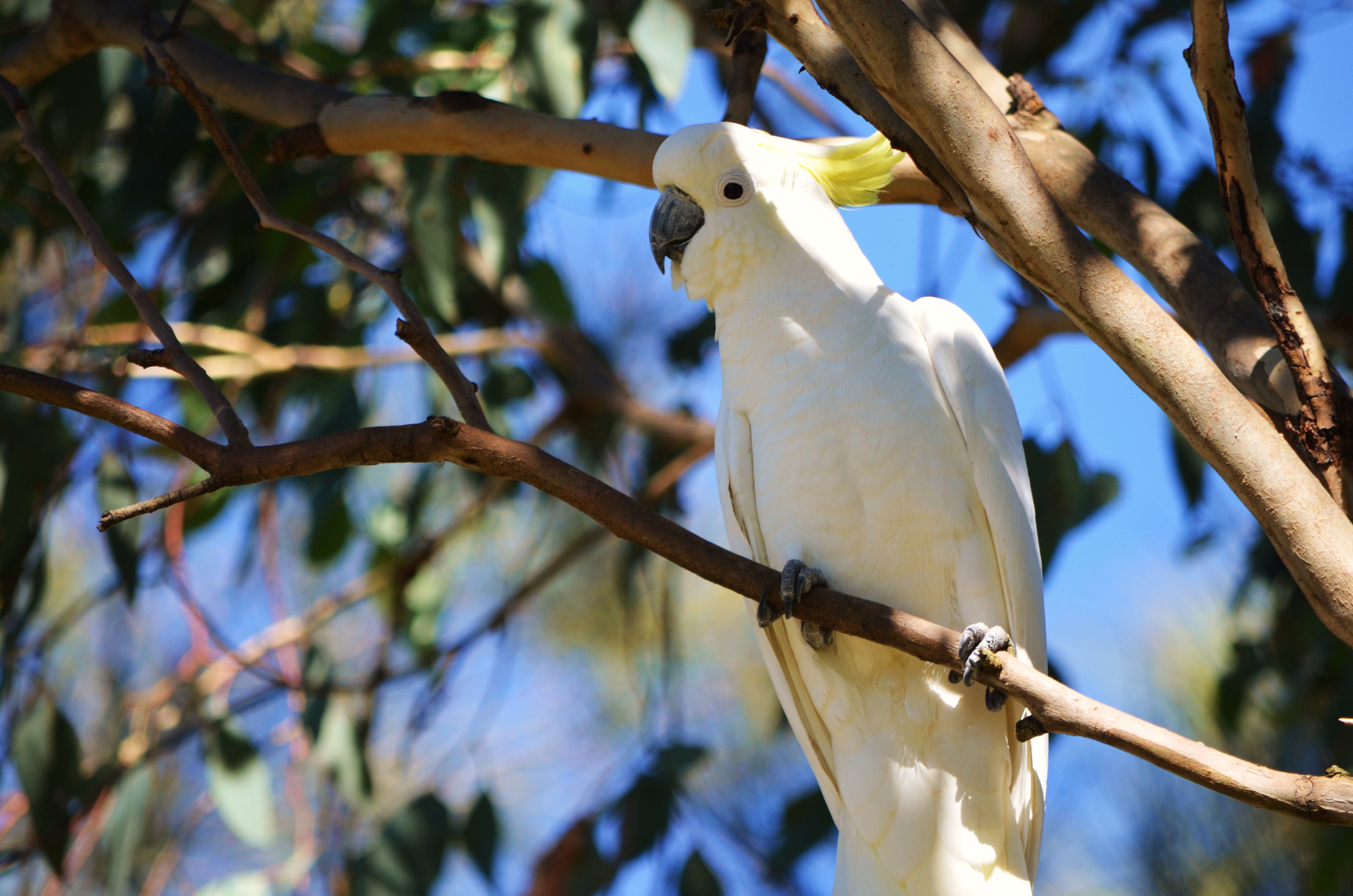 Cockatoo HD Wallpaper Background Image
