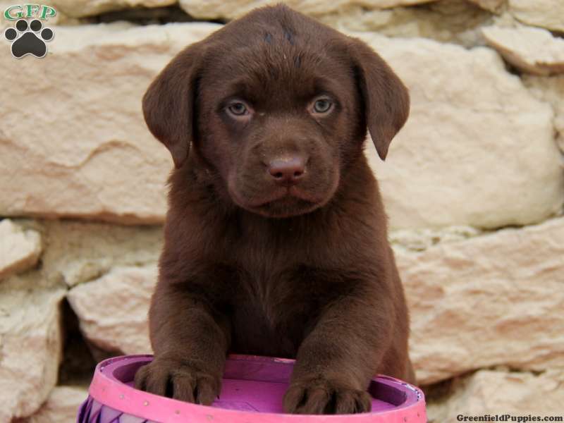 Labrador Retriever Chocolate