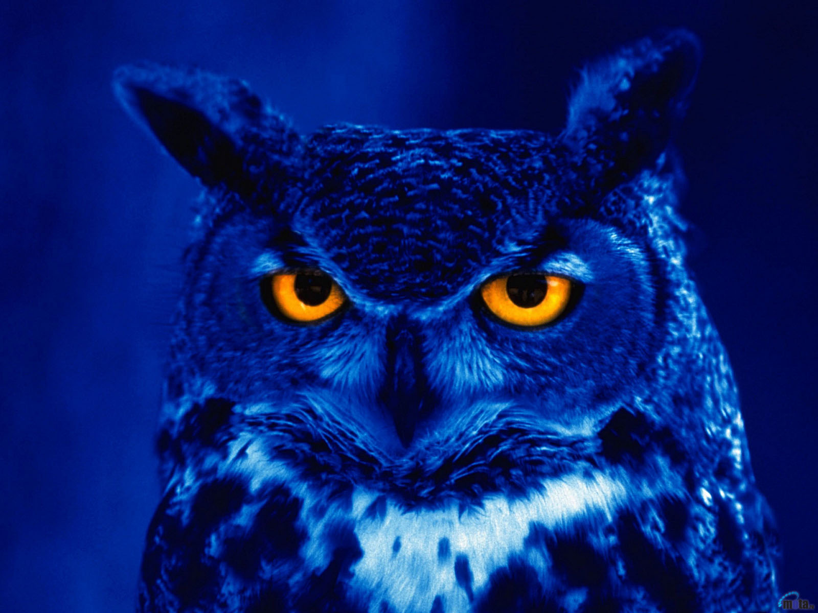 Owl Wallpaper Cool Blue Effect Night