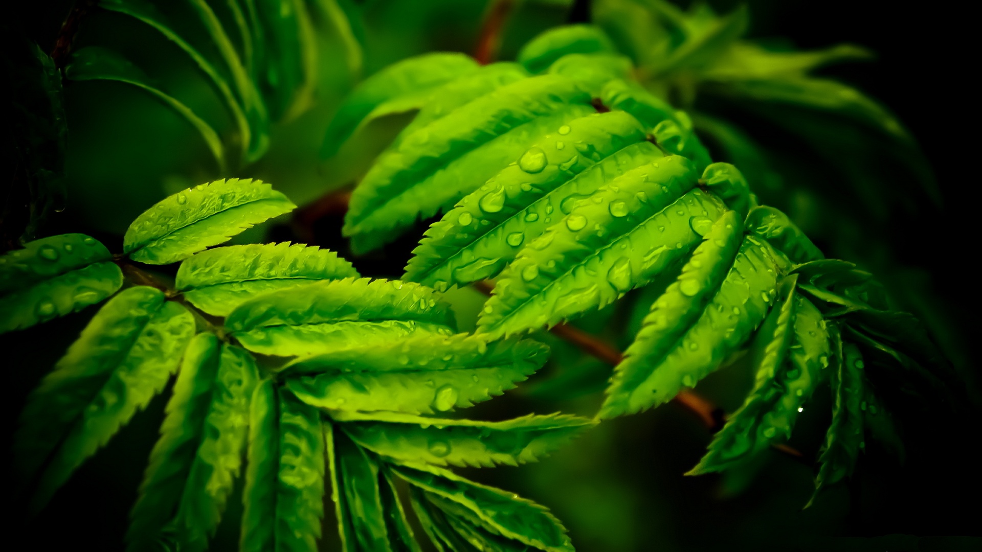 Stunning Leaves Wallpaper