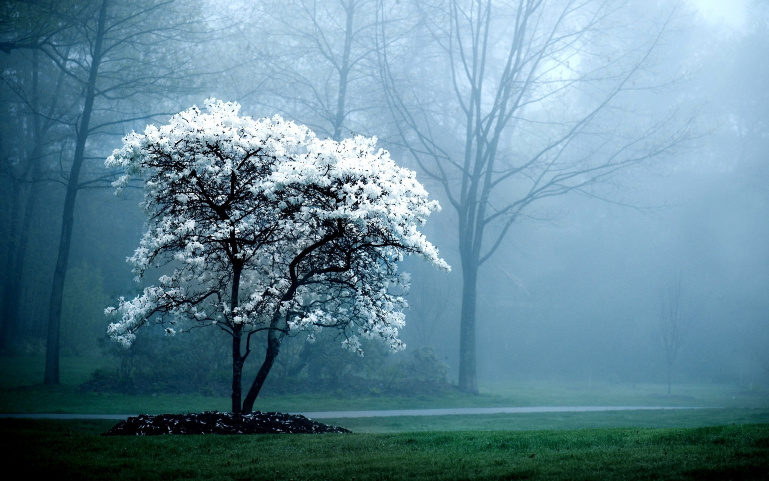 Foggy Weather In The Spring Forest Wallpaper And Image