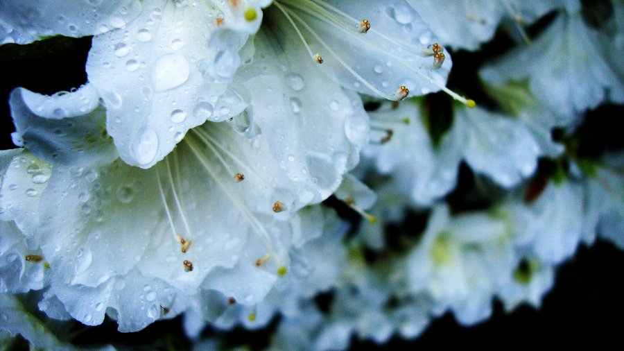 rainy spring day by Coley0307 on