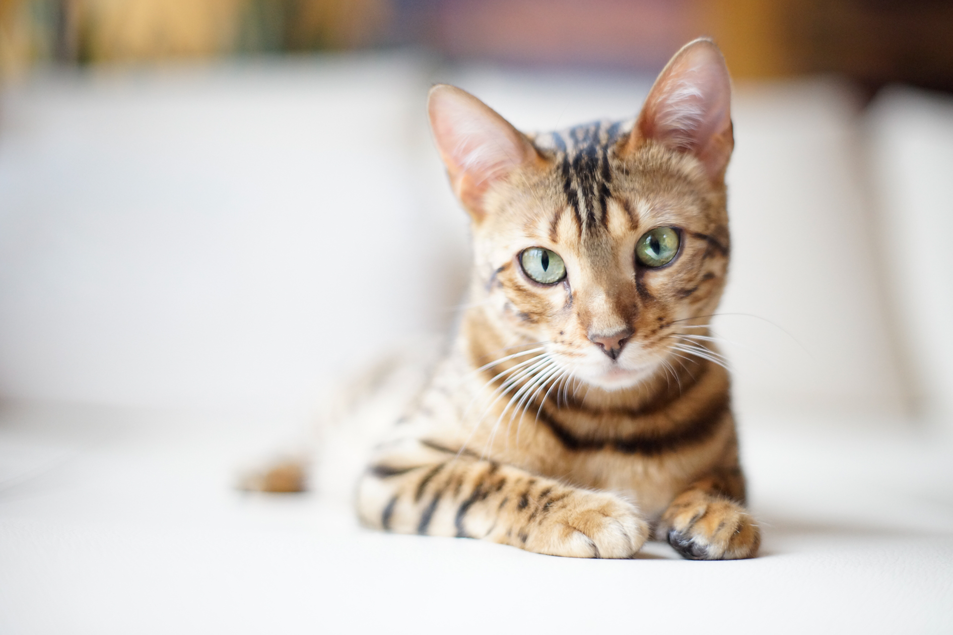 Bengal Cat On A Light Background Wallpaper And Image