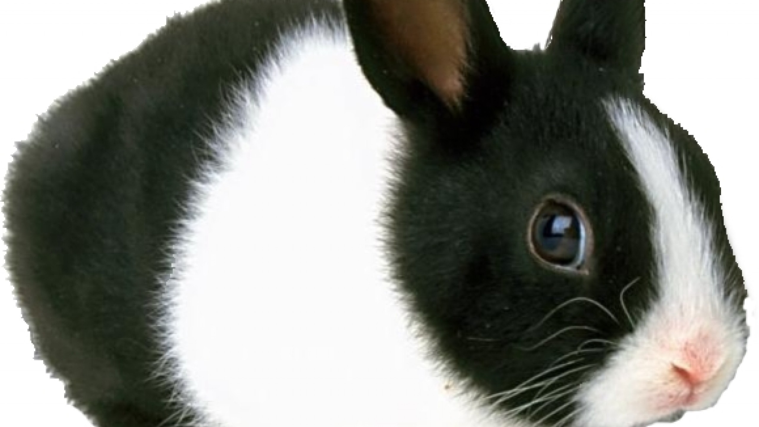 Black And White Rabbit HD Wallpaper