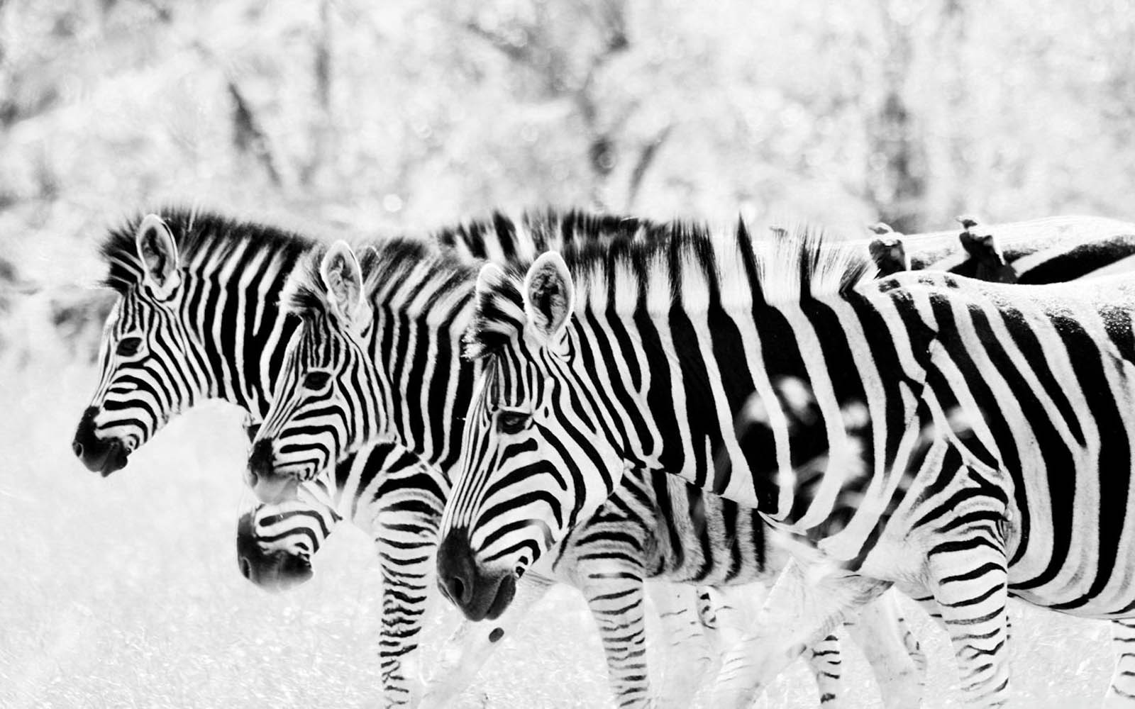 Beautiful Colorful Animals Zebras Hd Wallpaper  Wallpapers13com