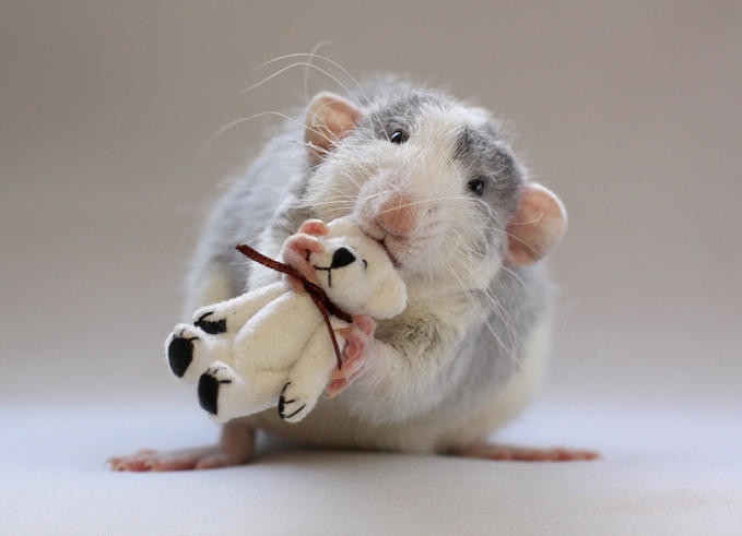 Download wallpaper 800x1200 mouse rat face rodent iphone 4s4 for  parallax hd background