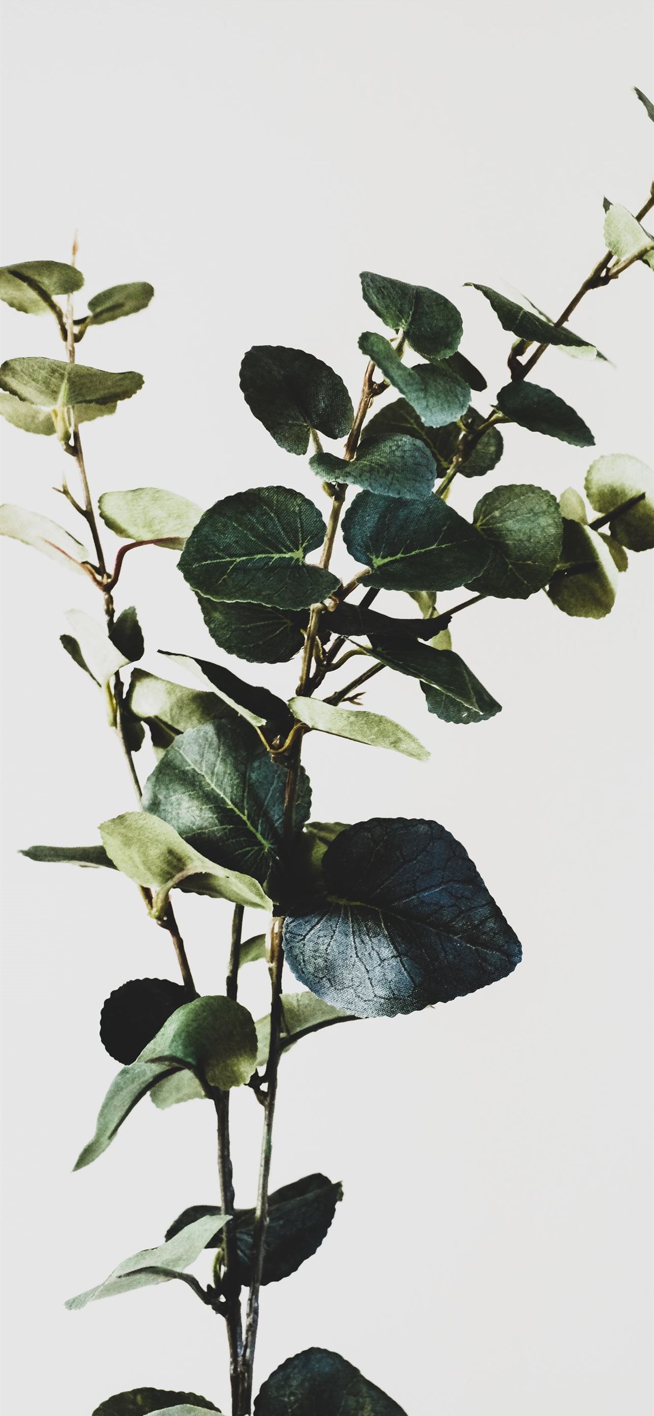 Green Plants iPhone Wallpaper