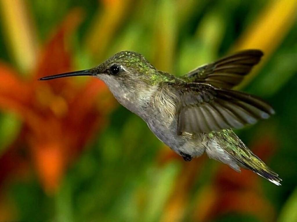 Hummingbird Wallpaper Home