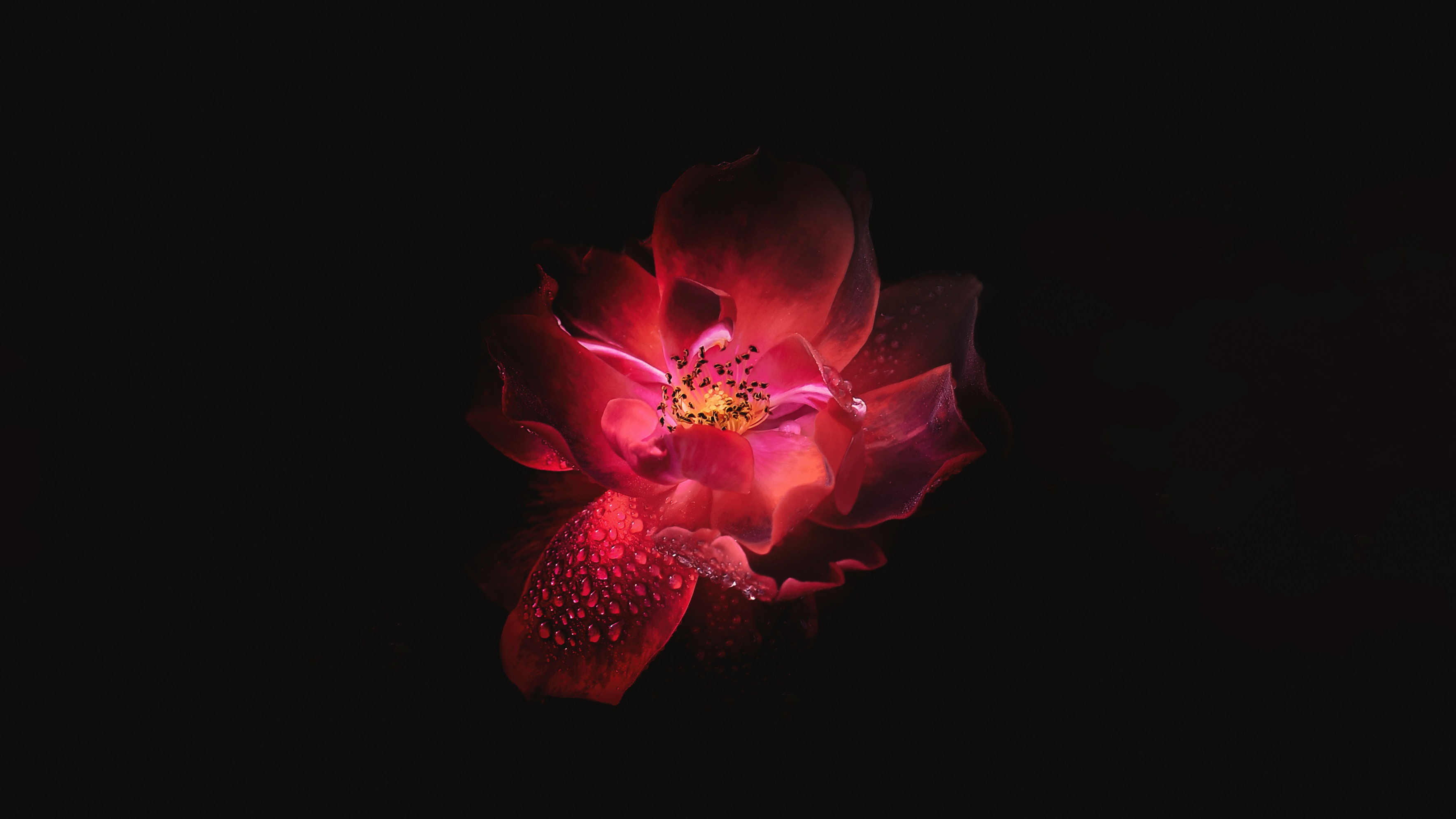 Red Flower Black Background 4k One Plus 5t Honor 7x Wallpaper