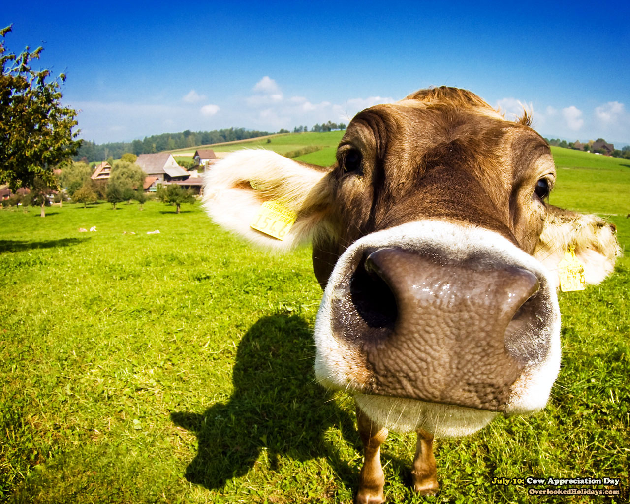 Funny Cow Wallpaper Image Amp Pictures Becuo