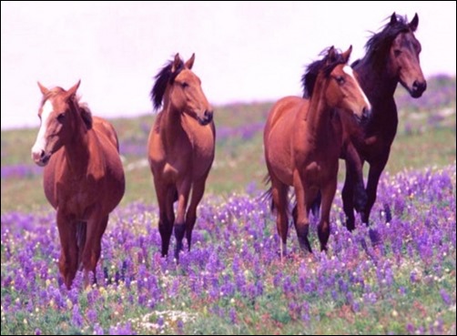 Horses Spring Joy Wallpaper