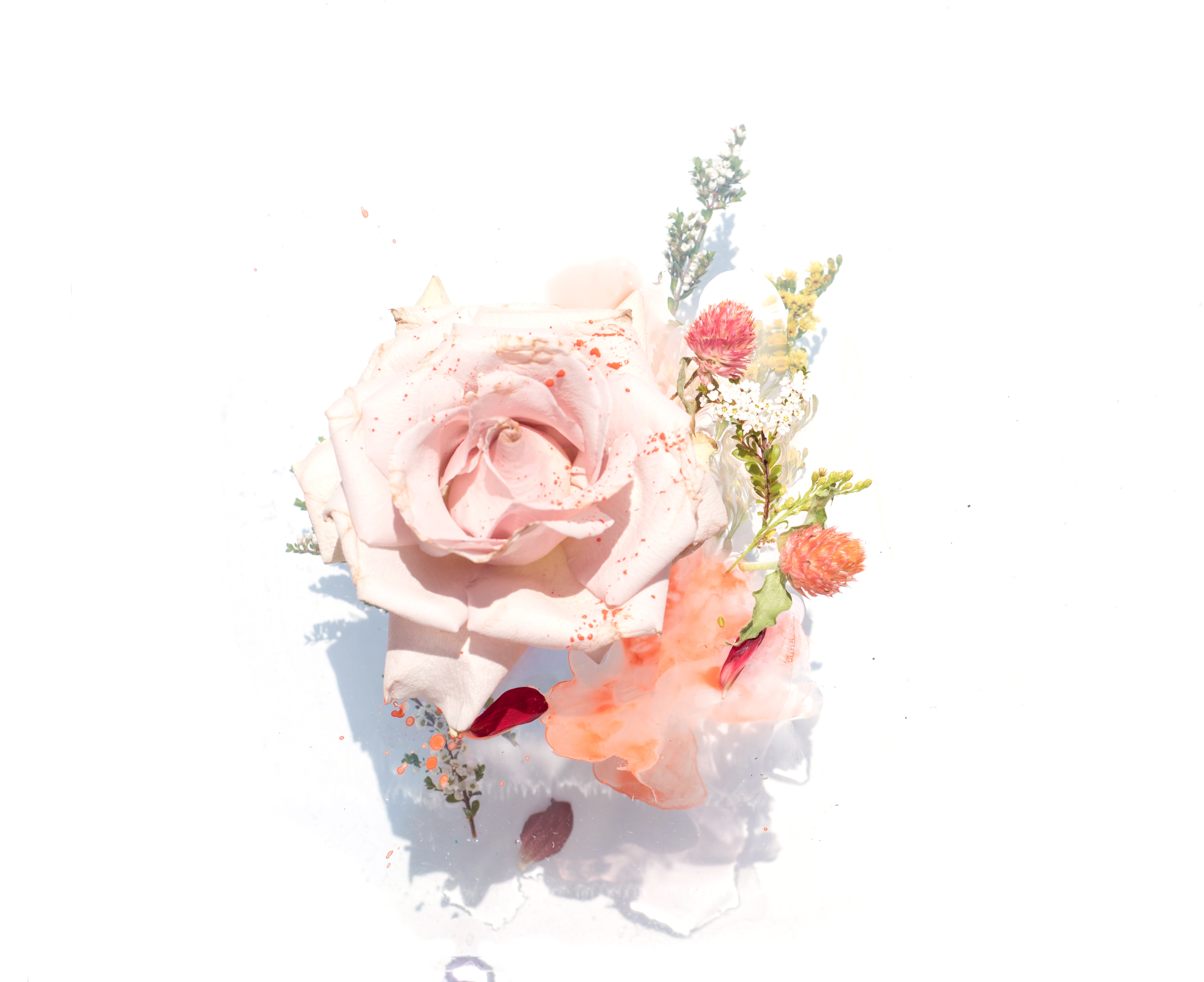 Wallpaper Drop Rosy Beauty White Rose