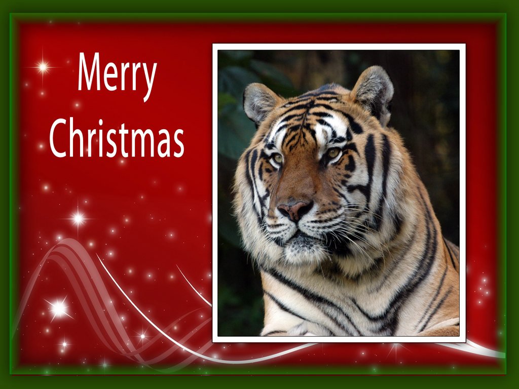 Christmas Wallpaper Tiger 4   Chat Big Cats 1024x768