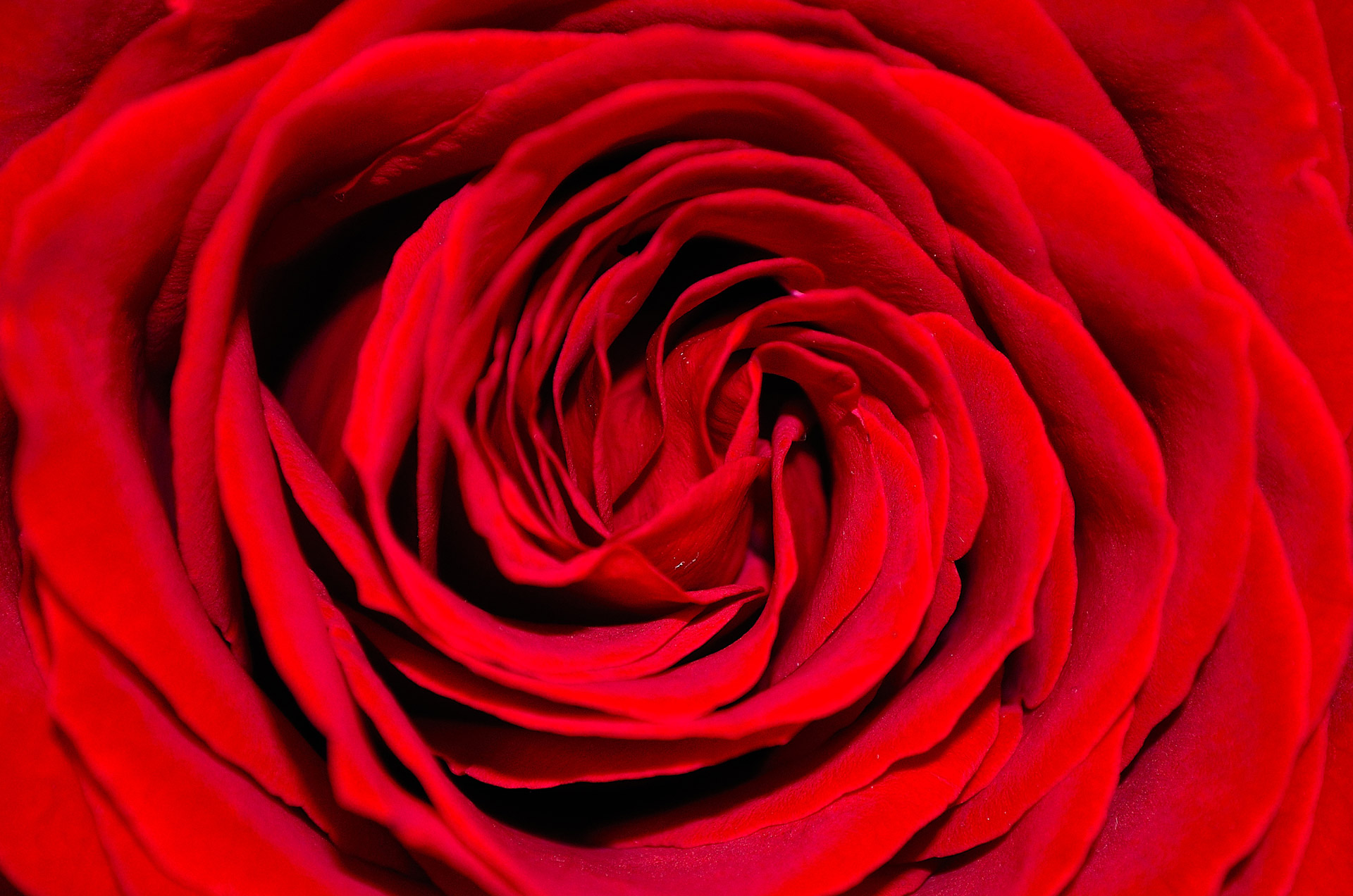 Red Rose   Background Free Stock Photo HD   Public Domain Pictures