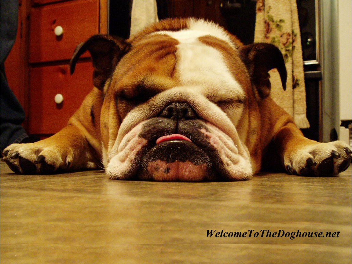 Puppy English Bulldog Wallpaper
