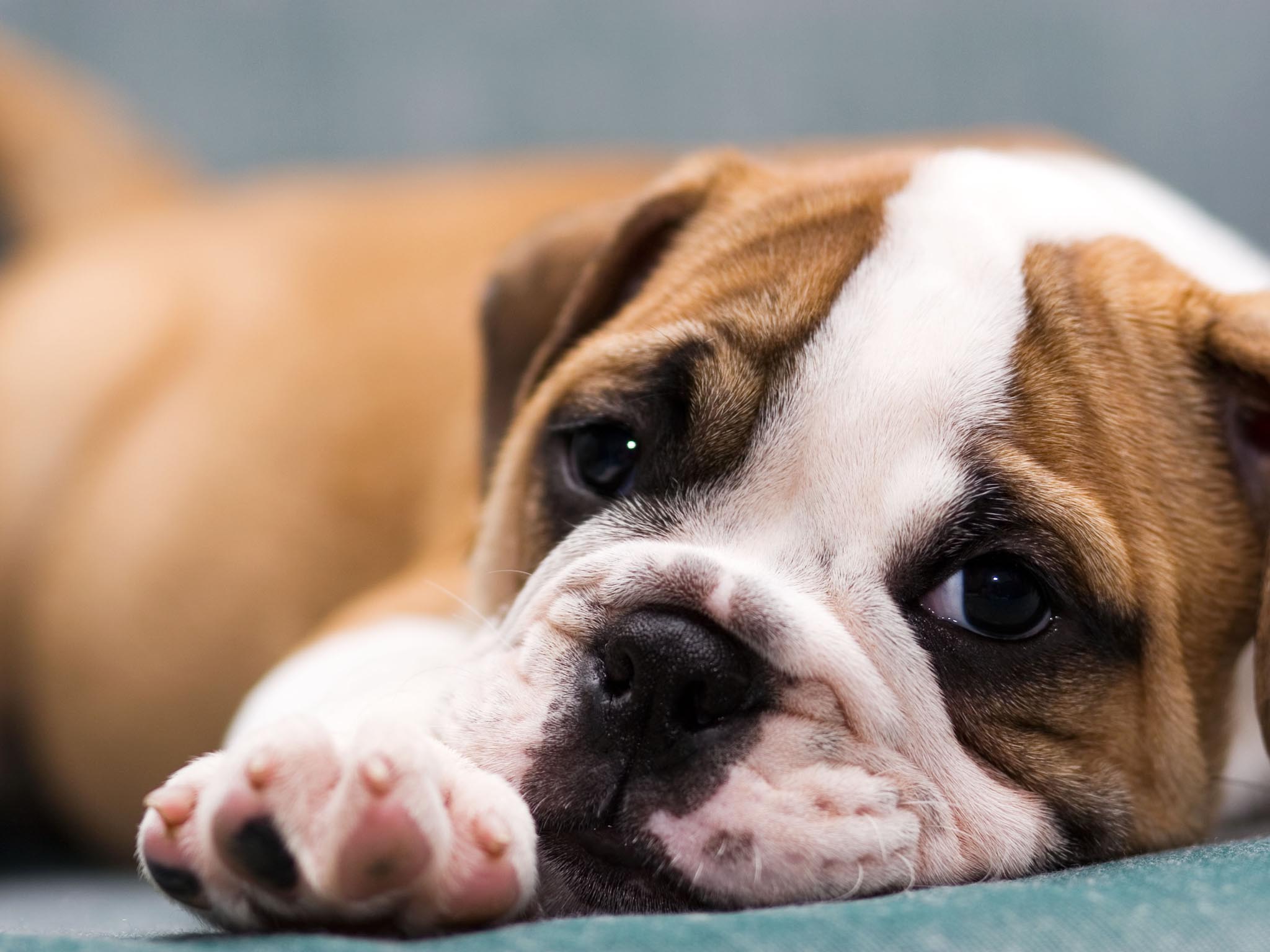 HD Cute Puppy Background Wallpaper