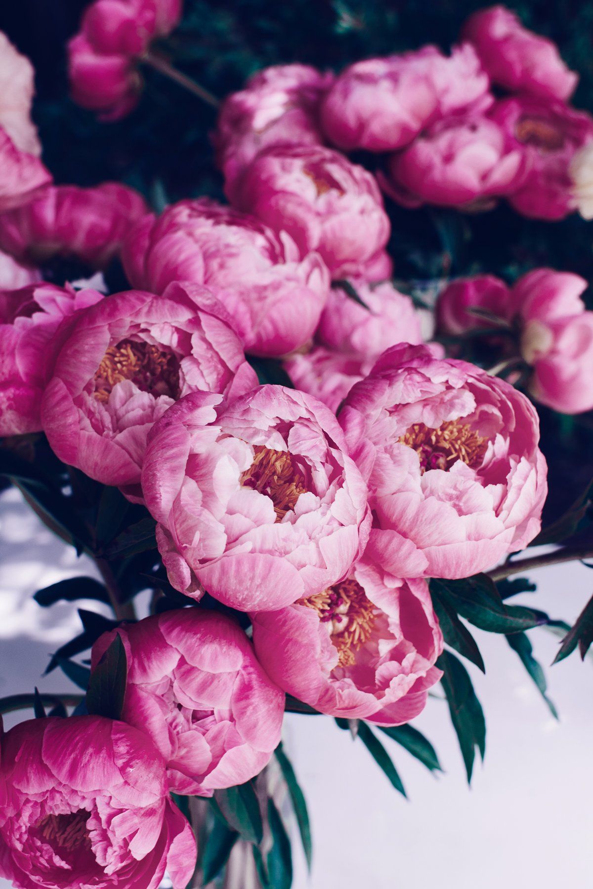 A Suite Treat Just For You Peony Bouquet Device Wallpaper
