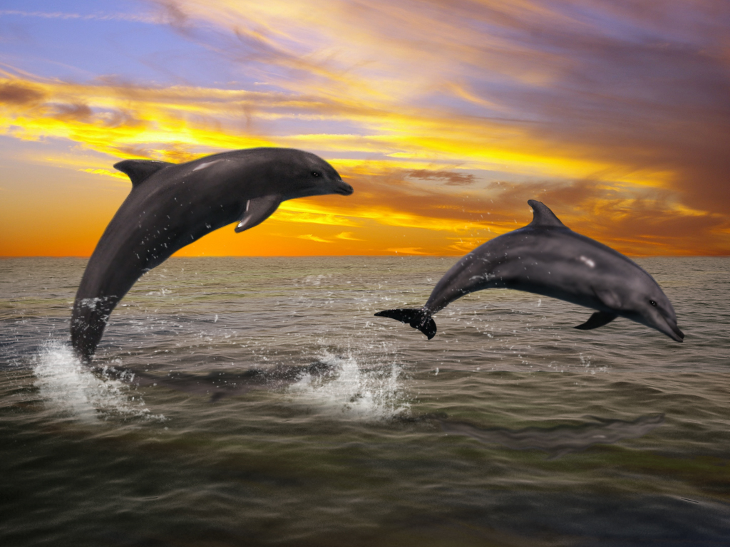 At Sunset By Amdg Graphics D4ymo72 Dolphin In The Wallpaper
