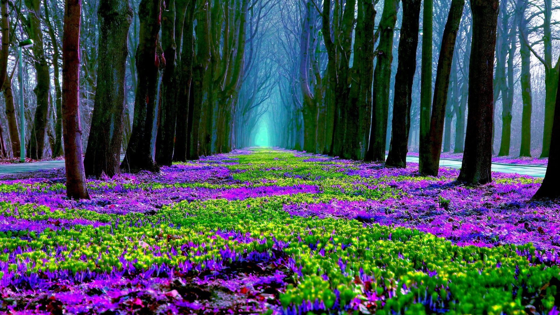 Forest Purple Flowers Spring Nature HD Wallpaper Stream