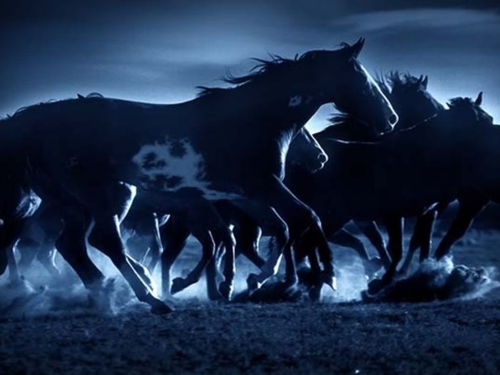 Horses Wallpaper Archive Herd Of Dark