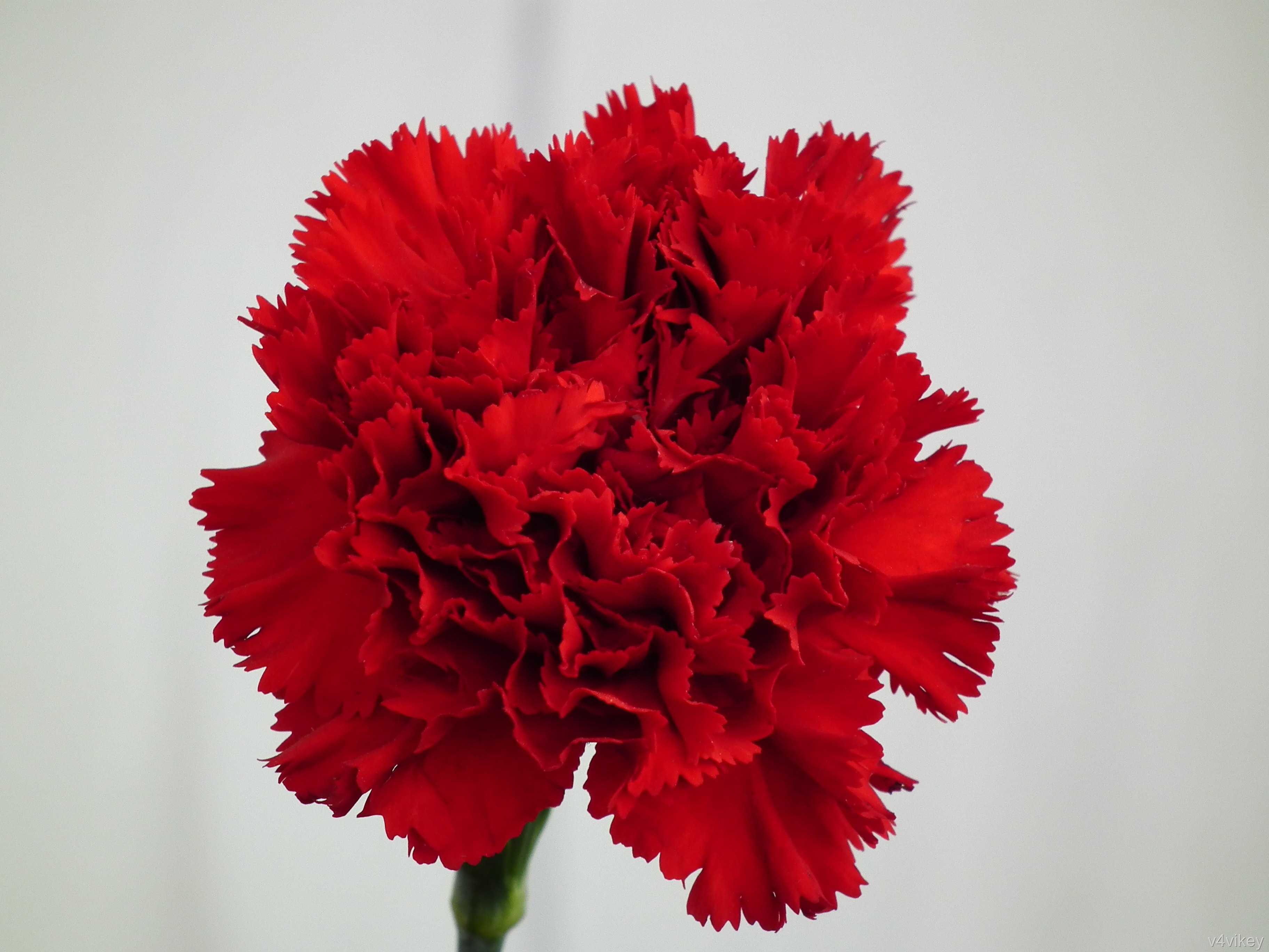 Red Carnation Flower Wallpaper Tadka