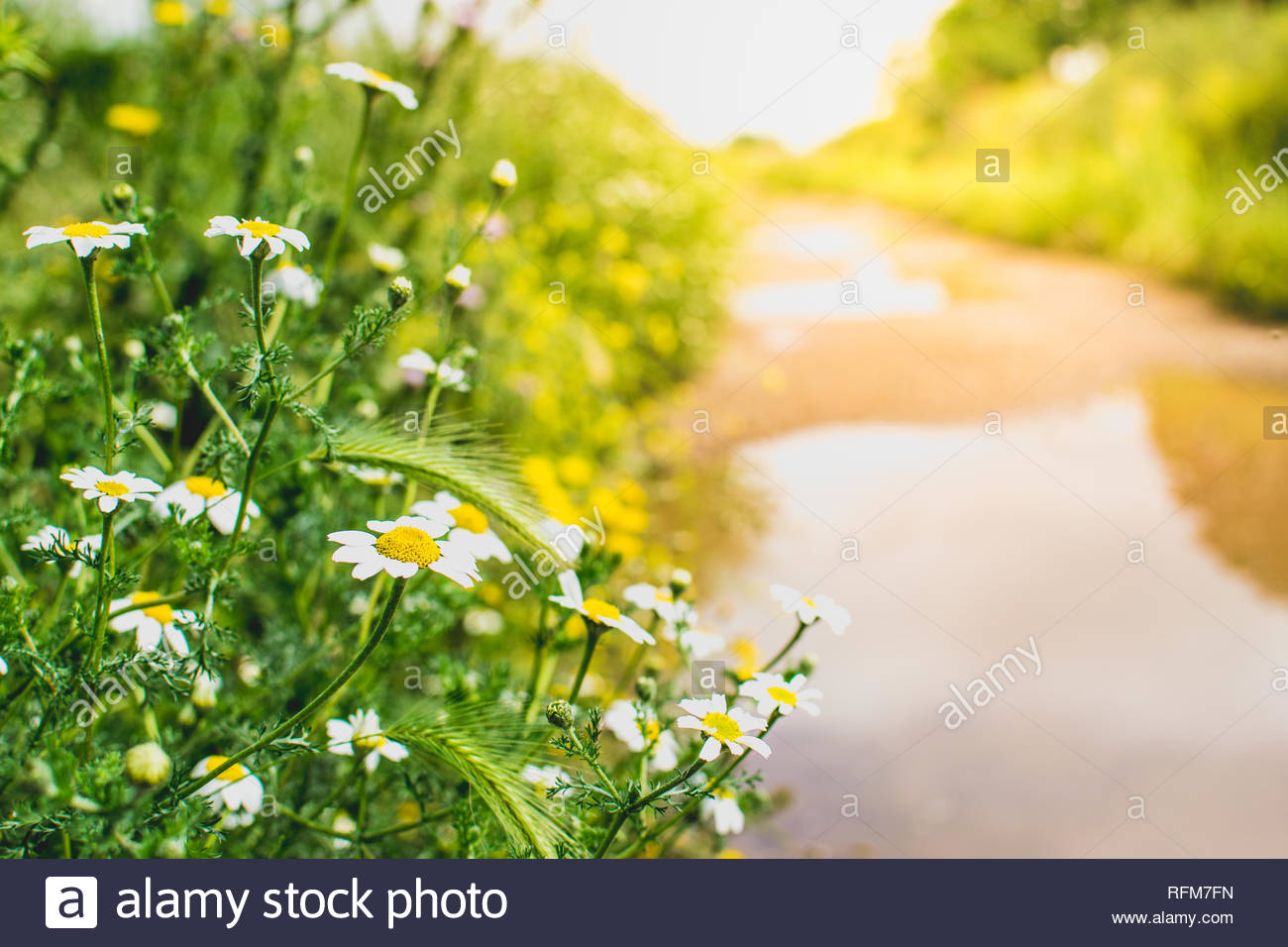 Daisy flowers by a path at sunset Springtime background Relaxing
